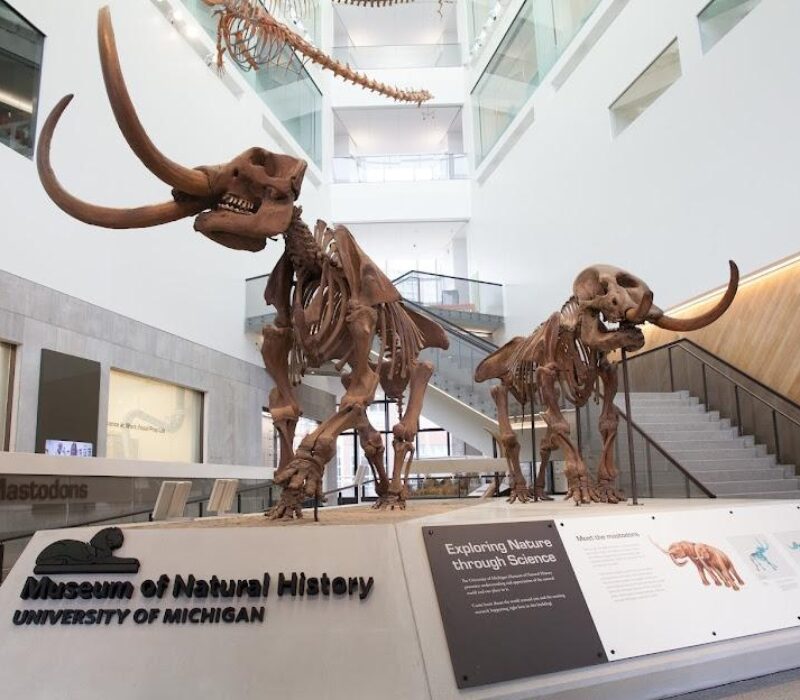 Museum of Natural History